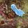 weiss-blauer Prachtstern (Nacktschnecke)
