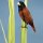 lustiger Vogel