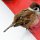 philippinischer Spatz