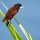 einheimischer Vogel