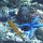 Blauer-Seestern + gelber Zigarren-Lippfisch + andere Riff-Fische