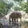 das soll Elefante-Trecking sein, wir zu Fuss das Tier hinterher