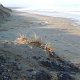 an der 90-Miles- Beach