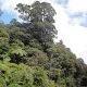durch den Waipoura Kauri Forest<br />					