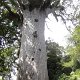 Kauri-Bäume sind riesig : 'Tane Mahuta' ( Gott des Waldes ) 17,7 m hoch und 13,77 m Umfang<br />					