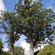 die Kauri-Bäume stehen im Waipoura-Forest direkt an der Strasse<br />					