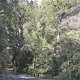 Subtropische Fluss- und Wald-Landschaft
