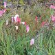 Blumen in der Wildnis