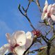 es ist Frühling in Neuseeland, die Magnolien blühen