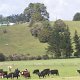 Rinder und Kühe gehören in Neuseeland zum Alltags-Bild