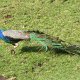 Pfau