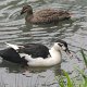 Enten beim Wasserfall