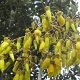 exotische Strauch-Blüten<br />					