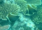 Braune Wimpelfische