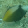 Halbmond-Drückerfisch