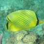 Grossuppen-Falterfisch