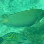 Punkt-Kaninchenfisch + Blaustreifen-Doktorfisch