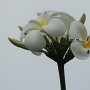Blumen die Südsee-Romantik symbolisieren<br />					