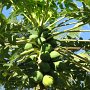 Papaia-Baum