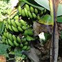 Bananen-Staude