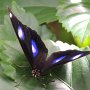 bunter Schmetterling<br />					