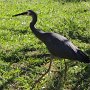 Reiher bei unserem Bure<br />					