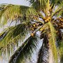Kokos-Palme<br />					