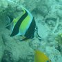Halfter-Fisch + Zitronen-Zwergkaiserfisch