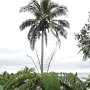 Palme über Farnbaum in der Hotelanlage<br />					