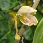 Orchidee in der Hotelanlage<br />					