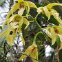 wild wachsende Orchideen<br />					