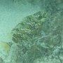 Labyrinth-Kaninchenfisch
