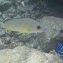 Schwarzschwanz-Schnapper + andere Riff-Fische
