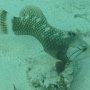 Brauner Bäumchenfisch