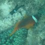 Weissbinden- oder Rotflossen-Anemonenfisch + junger Dreifleck-Preussenfisch