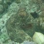 Roter Kraken nach Farbwechsel