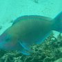 Fahlnasen-Papageifisch (Männchen)