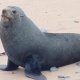 eine Pelz-Robbe stört am Strand die Rückkehr der Gelbaugen-Pinguine