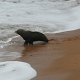 dann verschwindet sie im Meer