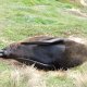 faul liegen die Pelz-Robben im Gras über dem Strand