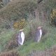 so kann man doch noch Gelbaugen-Pinguine in den Nest-Plätzen sehen