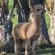Lama-Zucht bei Waimate im Landwirtschaftsgebiet