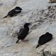 Kormorane, die dem 'Shag-Point' den Namen geben