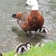 Enten mit Nachwuchs 