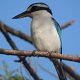 blauweisser Eisvogel "Tiotala", auf Eua sehr oft zu sehen