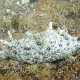 eine andere, weisse Nacktschnecke mit schwarzer Musterung