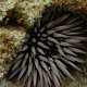 See-Igel