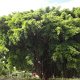 Riesen-Baum im Dorf Tufuvai