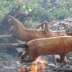 die Spanferkel werden über 3 Stunden am Spiess gebraten