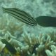 Schwarzband-Kardinalfisch + andere Riff-Fische